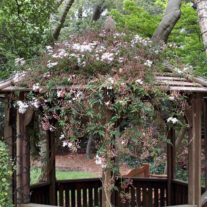 Pink Jasmine Vine - Jasminum Polyanthum - Fragrant & Blooming, Perfect for Indoor/Outdoor Decor (2 Pink jas Cups)