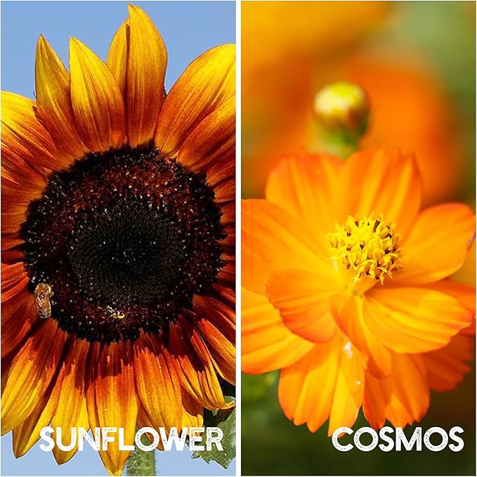 Flower Garden Seed Collection - 6 Varieties of Flower Seeds for Planting, ~2,000 Seeds - Includes Zinnia Seeds for Planting, Marigold, Poppy, Cosmos, Sunflower, & Painted Daisy - Non-GMO Flower Seeds