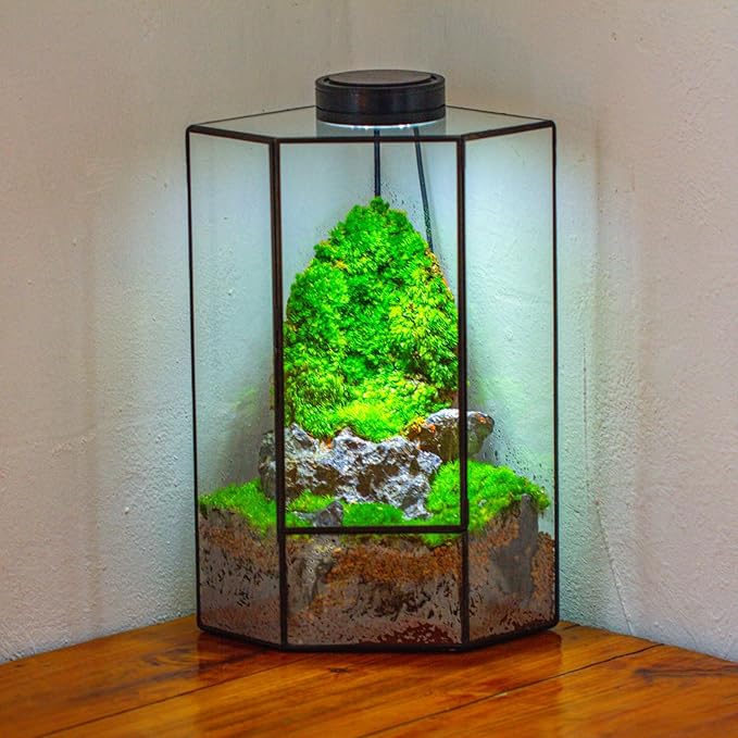 NCYP Wall Corner Geometric Glass Terrarium, Closed Front Opening Door Container Planter for Succulents, Small Plants - Black, Indoor Decor, Tabletop Landscape, 6.1" x 6.1" x 11.8" (Terrarium Only)