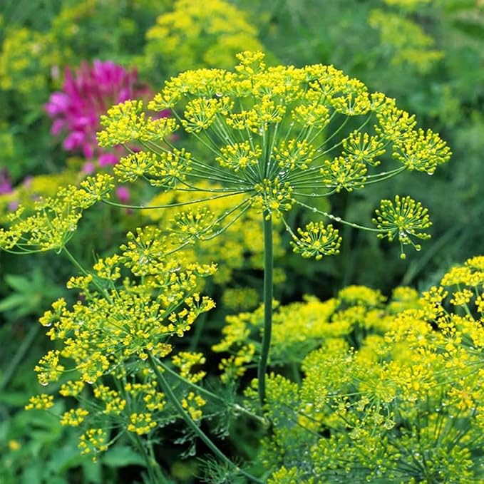 Bouquet Dill Herb Garden Seeds - 500 Mg Packet ~400 Seeds - Non-GMO, Heirloom Herbal Gardening & Microgreens Seeds - Anethum graveolens