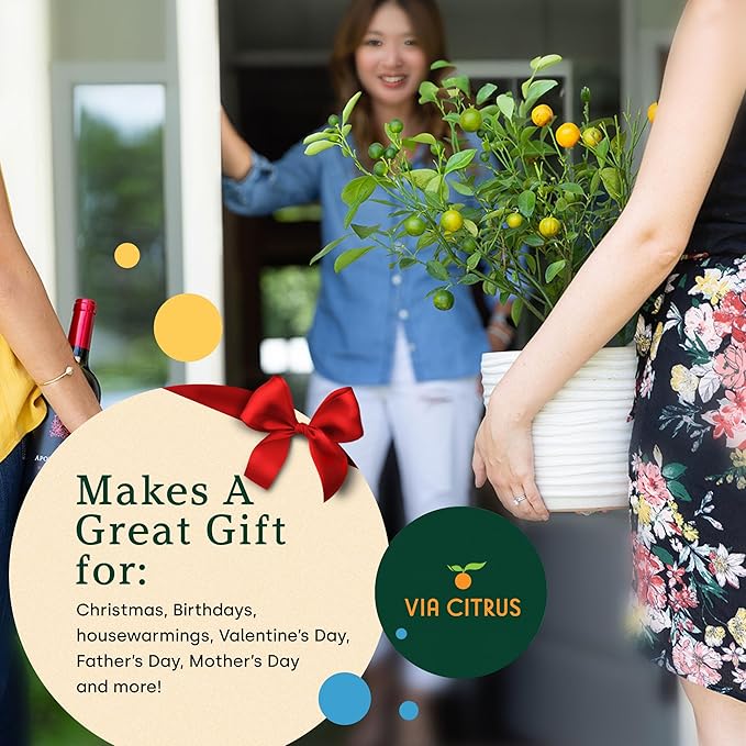 Yuzu Citrus Fruit Trees Live Plants 14-18" Tall - Outdoor Planting & Indoor Fruit Trees Live Plants, No Shipping to CA, AZ,TX,LA - Yuzu Tree Plant, Wild Mandarin Orange Tree Variety by Via Citrus