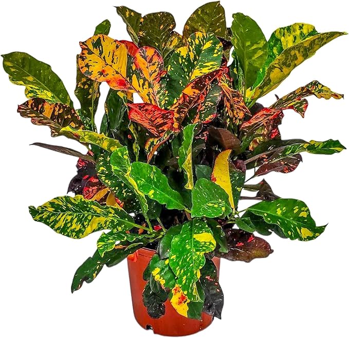 Croton Plants (Magnificent, 3 Gallon/10 Nursery Pot)