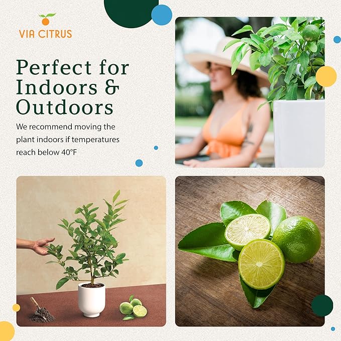 Persian Lime Plant Fruit Trees 18-22" Tall - Fruit Live Trees Plants, Outdoor Plants, Citrus Tree Pots for Housewarming Gift, Persian Garden, Cannot Ship: CA,AZ,TX,LA, Indoor Tree Live by Via Citrus