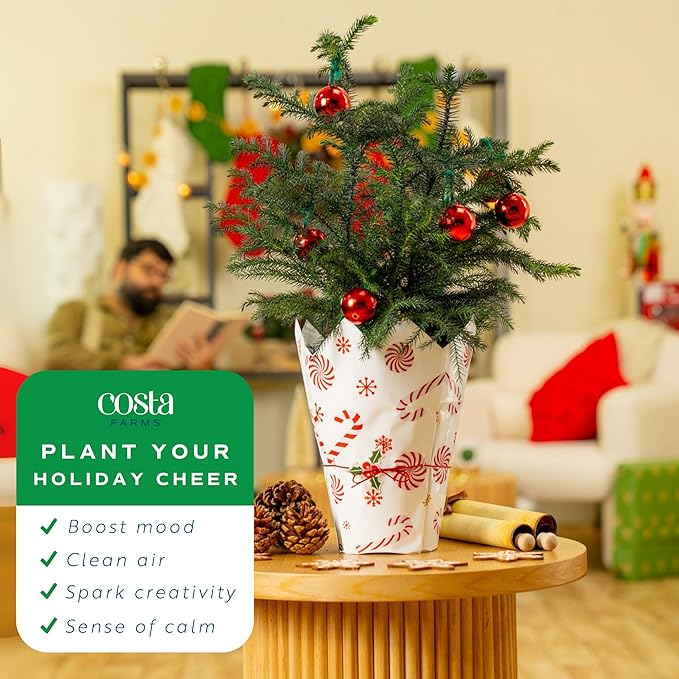 Costa Farms Live Christmas Tree (Pack of 2), Norfolk Island Pine in Holiday Gifting Wrap Plant Pot, Houseplant Christmas Decoration, Christmas Gift or Room Decor, 18-20 Inches Tall