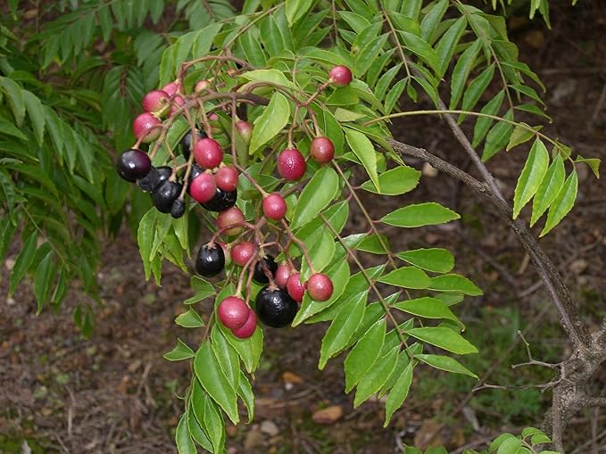 Curry Leaf Plant. Live Plant. Fragrant, Beautiful, Edible. Easy Grow. Indian Cooking Must Have. Murraya Koenigii. (2 Sacs)