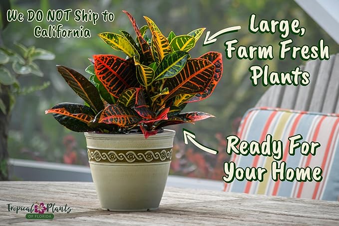 Croton Plants (Petra, 1 Gallon/6" Nursery Pot)