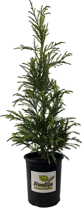 Radicans Cryptomeria Tree ( Japanese Cedar ) - Live Plant - Trade Gallon Pot