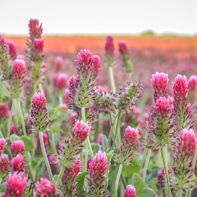 Crimson Clover Seeds – 1/4 lb (~11,600 Seeds) for Cover Crops, Wildlife Forage, Pasture, Hay, Pollinator Attraction, Green Manure & More – Legume Clover Seeds for Planting