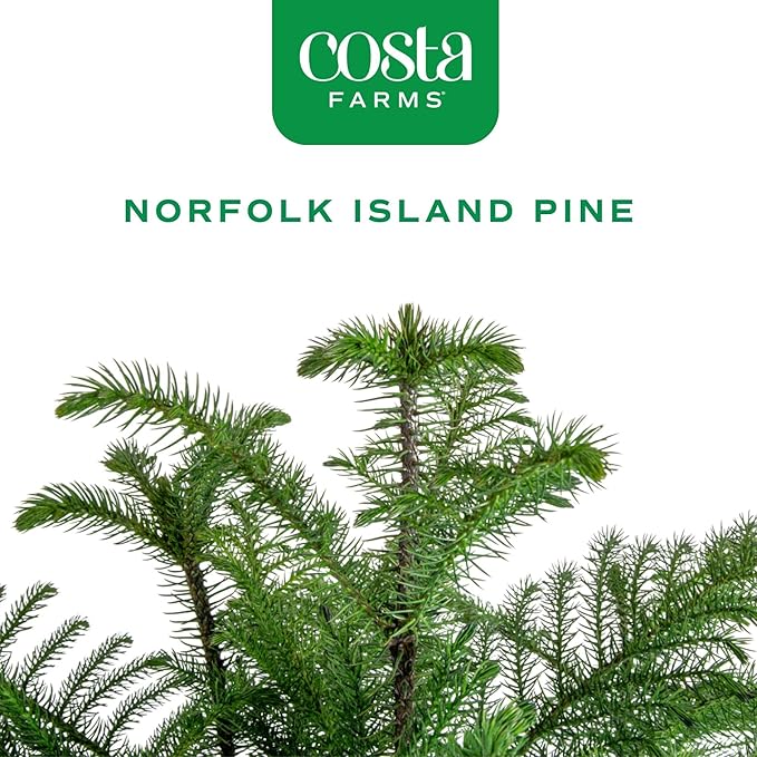 Costa Farms Live Christmas Tree, Large Norfolk Island Pine Live Plant in Plastic Pot, Indoor Houseplant, Seasonal Holiday Room or Office Decor, House Warming Gift, 3-4 Feet Tall