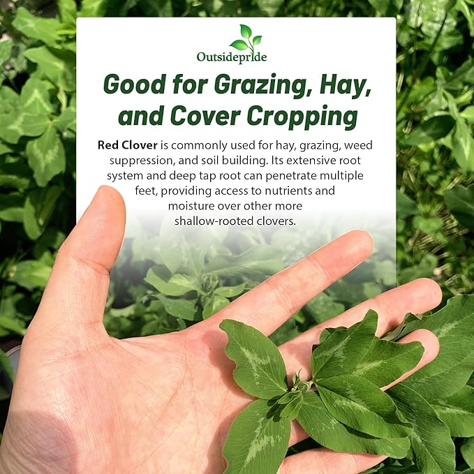 Outsidepride Perennial Red Clover Seeds - 10 lbs. Self-Seeding, Nitrocoated, Inoculated Clover Seeds for Lawn, Yard, Forage, Pasture, Hay, Nitrogen Fixation, Soil Improvement & Crop Rotation Programs