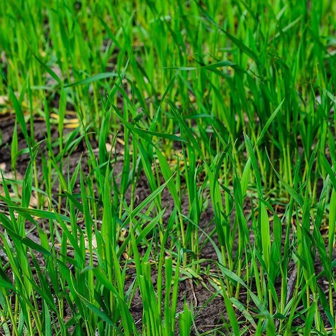 No-Till Winter Rye Seeds - 5 Lbs - Non-GMO Rye Grain Cover Crop Seeds by Mountain Valley Seed Company.