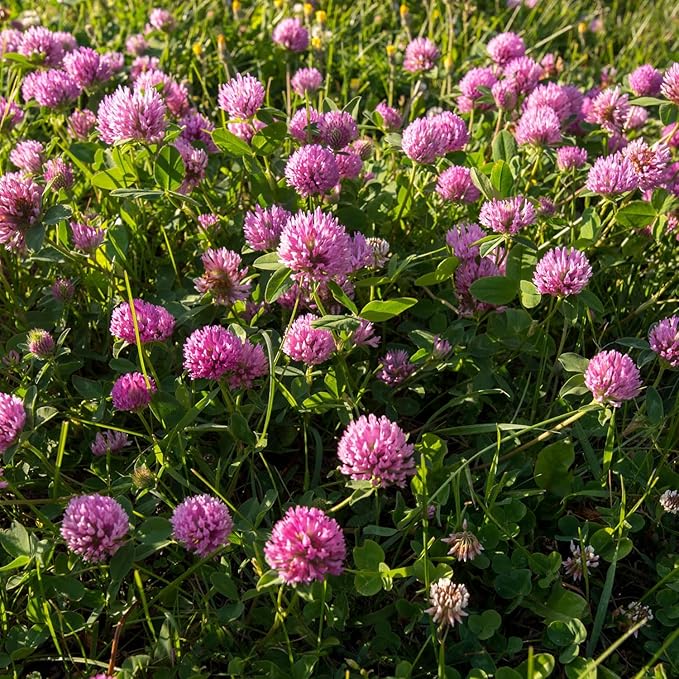 Outsidepride Perennial Red Clover Seeds - 2 lbs. Self-Seeding, Nitrocoated, Inoculated Clover Seeds for Lawn, Yard, Forage, Pasture, Hay, Nitrogen Fixation, Soil Improvement & Crop Rotation Programs