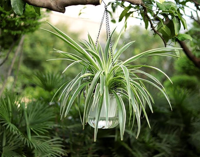 Meicynhoger 2-Pack Clear Self-Watering Hanging Planter for Spider Plant,Ivy,Orchids,Pothos - 6.5" Flower Pot with Hooks for Indoor Outdoor,Table, Balcony, Wall,Deck,Garden Transparent