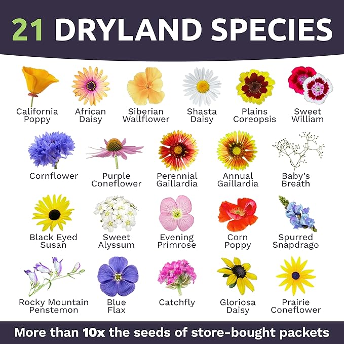 Drought Tolerant Wildflowers Mix – Bulk Quarter Pound Bag – Over 30,000 Open Pollinated Non-GMO Seeds – 21 Different Dryland Species