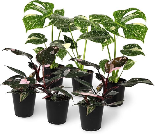 Green Circle Growers 6P Assorted Foliage, Grower Pots, Live Plants