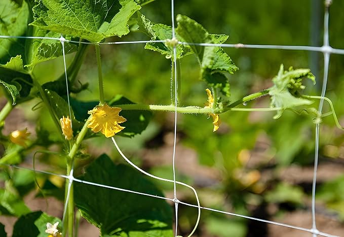 Trellis Netting, Aaamazing Netting, Scrog Net, Trellis Net, 5ft x 4920ft Roll, for Climbing Plants, Cut Flower Support, Garden, Grow Pea, Bean, Grape Vine, Mesh, Heavy Duty, 6x6 Inch Squares