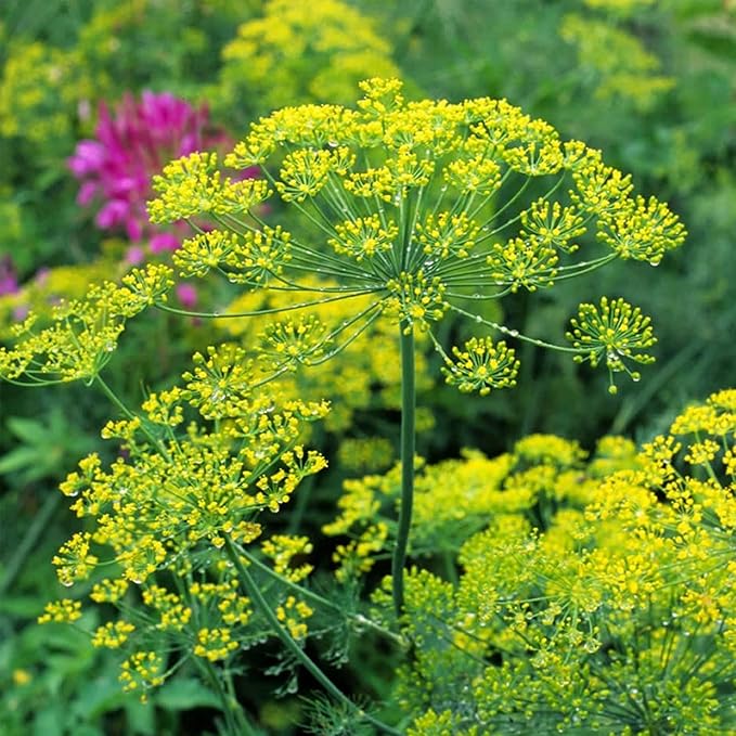 Bouquet Dill Herb Garden Seeds - 1 Lb - Non-GMO, Heirloom Herbal Gardening & Microgreens Seeds - Anethum graveolens