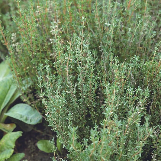 Winter Thyme Seeds – 4 oz (~376,000+ Seeds) – Thyme Herb Seeds for Planting – Suitable for Indoor or Outdoor Herb Gardens – Can Be Used as Ground Cover, Culinary Herb, or Flowering Plant