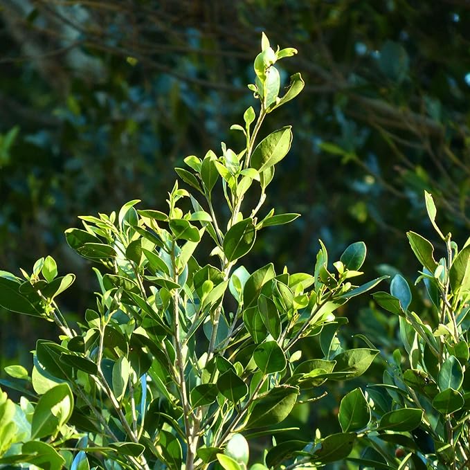 3 Live Bay Laurel Plants (Laurus Nobilis) – Aromatic Culinary Herb, Thriving in 2.5" Nursery Cubes