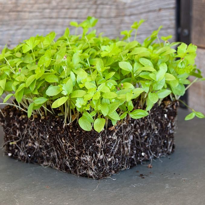 Parsley Microgreens Seeds - 1 Oz ~18,000 Seeds - Grow Non-GMO Micro Parsley Herb Greens - Premium Seed - High Germination Rate