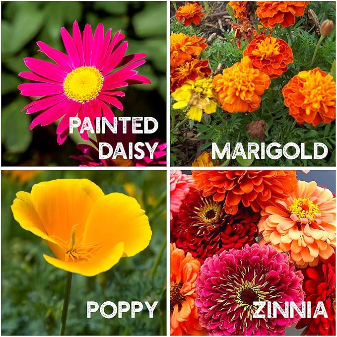 Flower Garden Seed Collection - 6 Varieties of Flower Seeds for Planting, ~2,000 Seeds - Includes Zinnia Seeds for Planting, Marigold, Poppy, Cosmos, Sunflower, & Painted Daisy - Non-GMO Flower Seeds