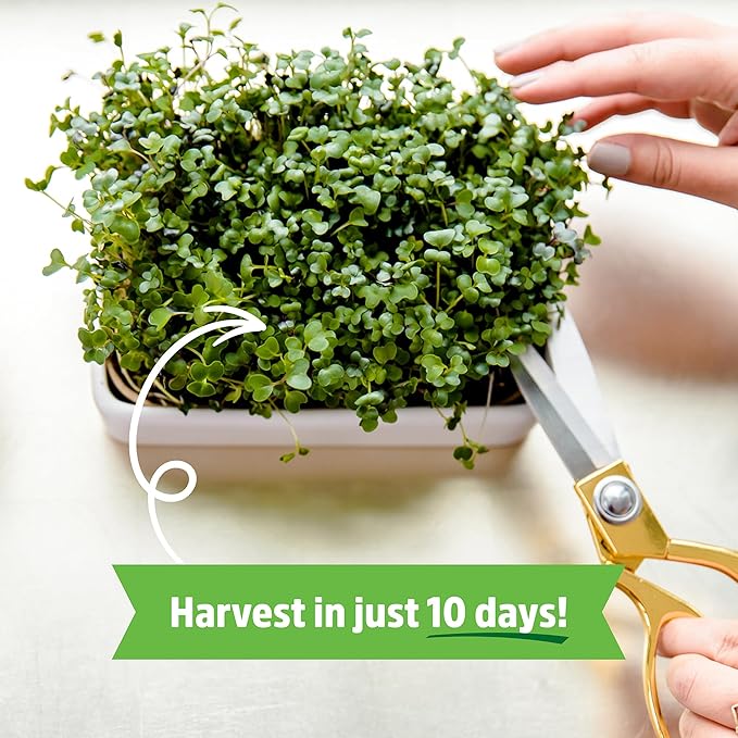 Back to The Roots Organic Microgreens Grow Kit with Ceramic Planter, Expandable Soil, Organic Seeds, and Germination Lid