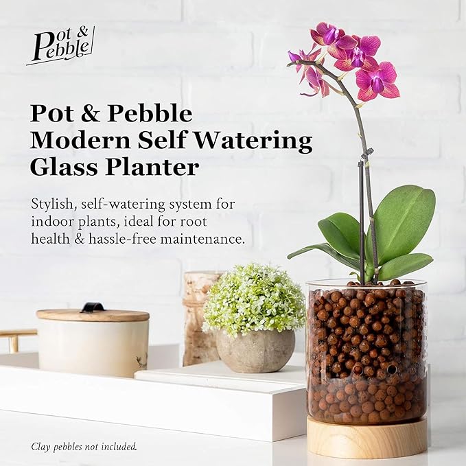 Pot & Pebble - C3 Glass Planter with Wooden Base - Indoor Glass Planter with Water Level Control Holes - Grow Plants in LECA Clay Pebbles