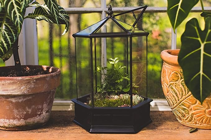 H Potter Glass Terrarium Succulent Planter Wardian Case Plant Container Six Sided WAR151