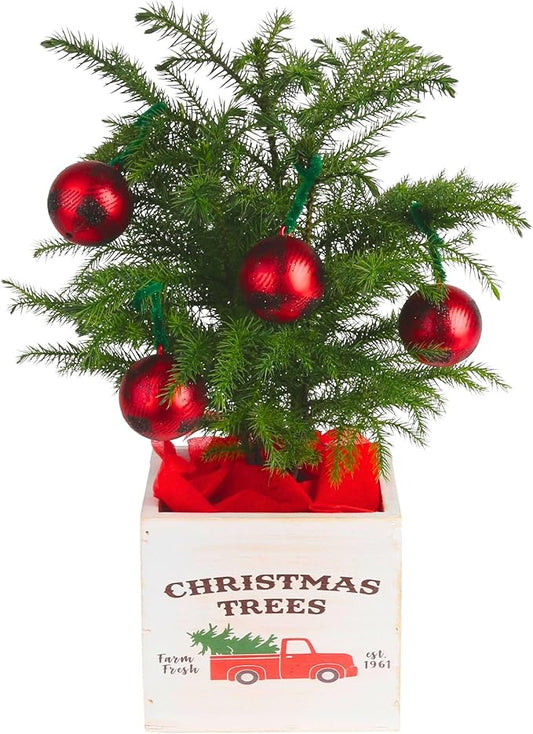 Costa Farms Live Christmas Tree, Small Norfolk Island Pine in Frosted Pine Trees Ceramic Plant Pot, Joy Holiday Decoration, Tabletop Christmas Gift, Holiday, Christmas Room Decor, 10-12 Inches Tall