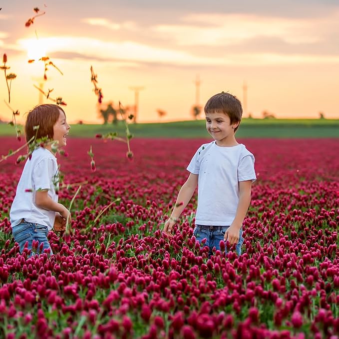 Crimson Clover – 5 lb Bulk (~232,000) for Cover Crops, Pasture, Hay, Wildlife Forage, Pollinator Attraction & Green Manure – Legume for Planting