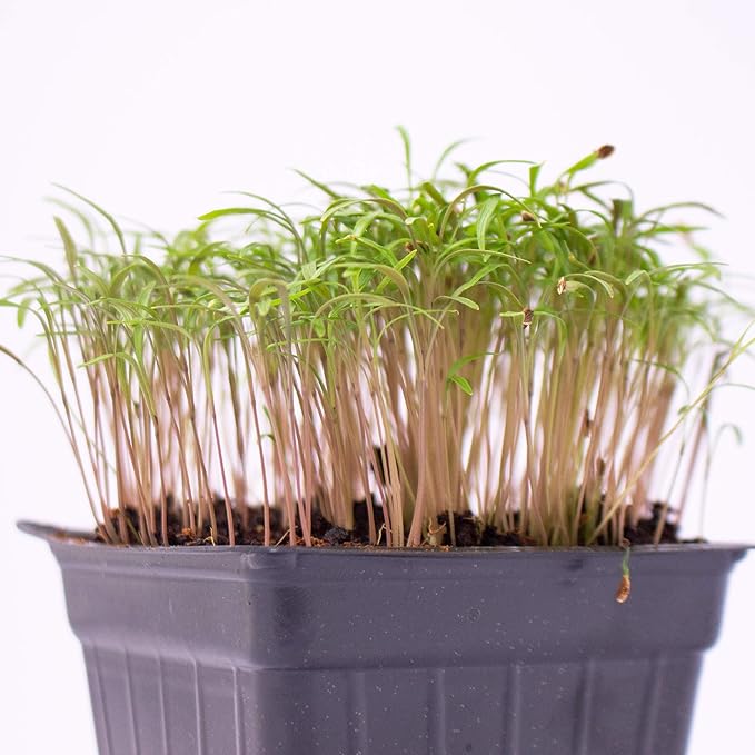 Bouquet Dill Herb Garden Seeds - 500 Mg Packet ~400 Seeds - Non-GMO, Heirloom Herbal Gardening & Microgreens Seeds - Anethum graveolens