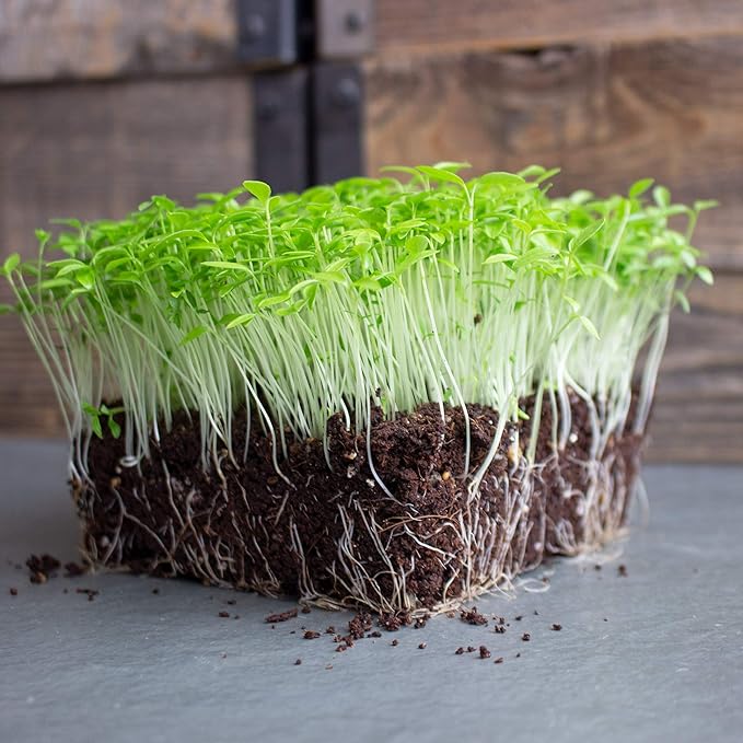 Dark Green Italian Flat-Leaf Parsley Seeds: 1 Lb - Non-GMO, Heirloom Herb Seeds for Herbal Garden & Microgreens