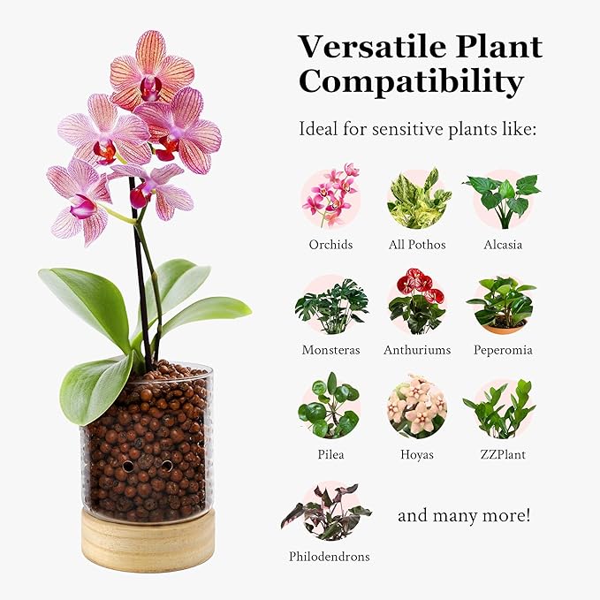 Pot & Pebble - C3 Glass Planter with Wooden Base - Indoor Glass Planter with Water Level Control Holes - Grow Plants in LECA Clay Pebbles