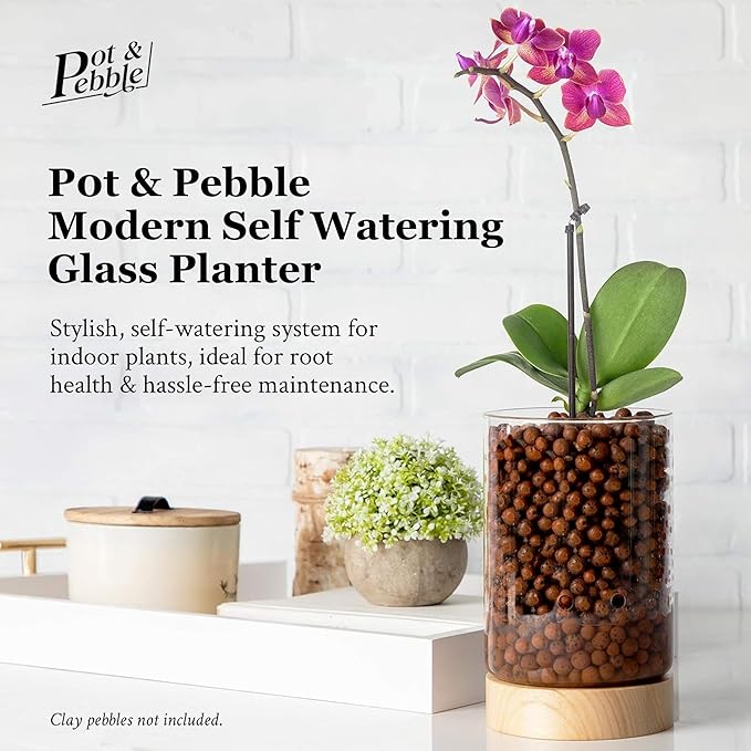 Pot & Pebble - C1 Glass Planter with Wooden Base - Indoor Glass Planter with Water Level Control Holes -Grow Plants in LECA Clay Pebbles/Similar Media - Semi Hydroponic Planter - Plant Cutting Holder