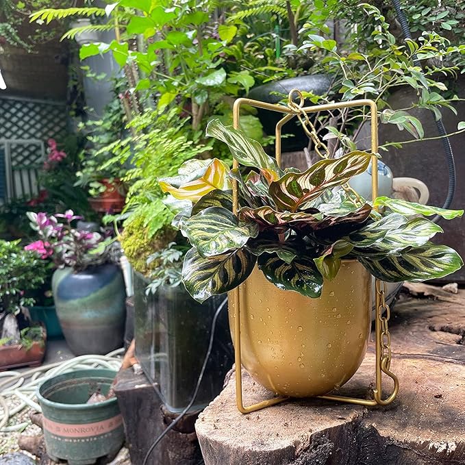 Metal Plant Hanger,Hanging Planters Indoor Hanging Flower Pots (Gold)…
