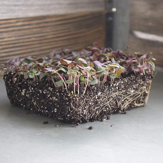Shiso Seeds - Purple - 1 Lb Bulk - Non-GMO Herb Garden & Microgreens/Micro Herbs - AKA: Perilla, Beefsteak Plant