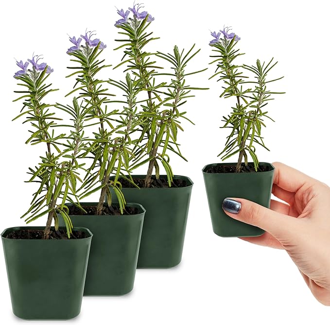 My Shelfie - Rosemary Plant Starter, Aromatic Rosemary Plants Live in 2-Inch Pot, Live Plants 2-3 Inch Tall, Blue-Purple Rosemary Herb Plants, Bee-Friendly, 3 Pieces, Green