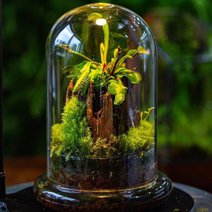 NCYP Glass Dome Cloche with Base and Air Hole - 5.9 x 5.9 x 8.2 Inches Indoor Tabletop Display Terrarium for Plant, Flower - Home Modern Decoration, Clear (No Plants)