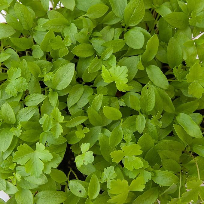 Parsley Microgreens Seeds - 4 Oz ~72,000 Seeds - Grow Non-GMO Micro Parsley Herb Greens - Premium Seed - High Germination Rate