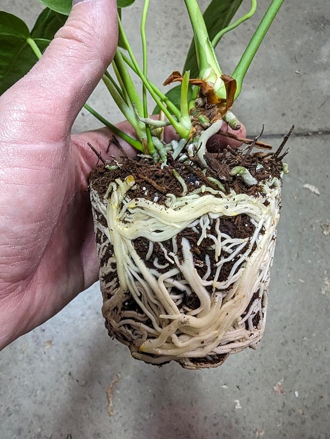 Phil Dirt – Premium Houseplant Potting Mix, 1 Gallon Bag