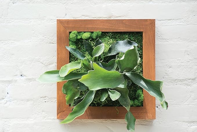 SuperMoss (90471) Mounted Fern Kit DIY - Create Your Own Living Wall Art, Customizable Wooden Frame with Moss, Ideal for Indoor & Outdoor Plant Decor, Kitchen, Balcony, & Home Office, 6” x 6”, Natural