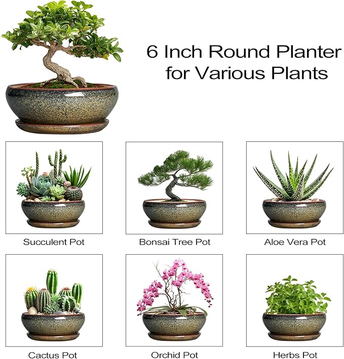 SQOWL Bonsai Pots Small - 6 Inch Ceramic Succulent Pots with Drainage Hole and Saucer, Shallow Round Planter for Indoor Plants Outdoor, Ceramic Cactus Planter, Patio Decor, Housewarming Gift, Brown