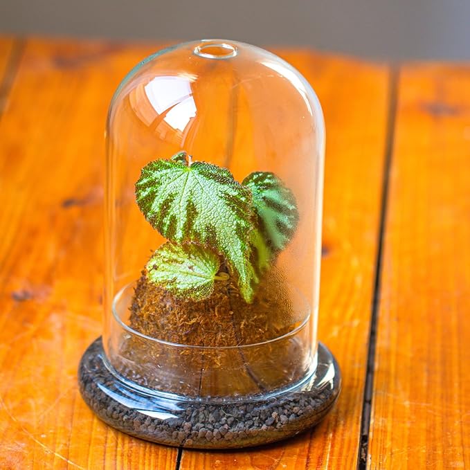 NCYP Glass Dome Cloche with Base and Air Hole - 5.9 x 5.9 x 8.2 Inches Indoor Tabletop Display Terrarium for Plant, Flower - Home Modern Decoration, Clear (No Plants)