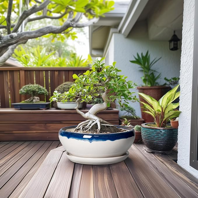 SQOWL Bonsai Tree Pots - 12 Inch Ceramic Succulent Planters, Large Bonsai Pot with Drainage Hole and Tray, Shallow Planter Indoor Outdoor, Bowl Round Planter, Home Decor, Plant Lover Gift, Blue-Beige