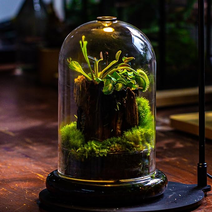 NCYP Glass Dome Cloche with Base and Air Hole - 5.9 x 5.9 x 8.2 Inches Indoor Tabletop Display Terrarium for Plant, Flower - Home Modern Decoration, Clear (No Plants)