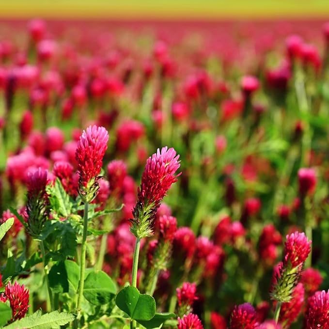 Crimson Clover – 5 lb Bulk (~232,000) for Cover Crops, Pasture, Hay, Wildlife Forage, Pollinator Attraction & Green Manure – Legume for Planting