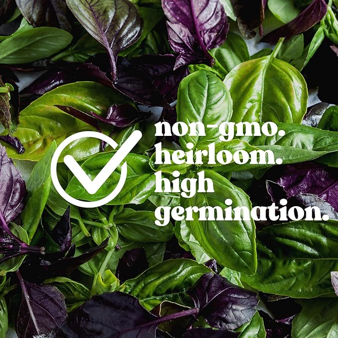 Basil Seeds - Spicy Globe - 2 g Packet ~1000 Seeds - Non-GMO, Heirloom - Bush Herb Garden Seeds: Gardening, Microgreens - Ocimum basilicum Minimum