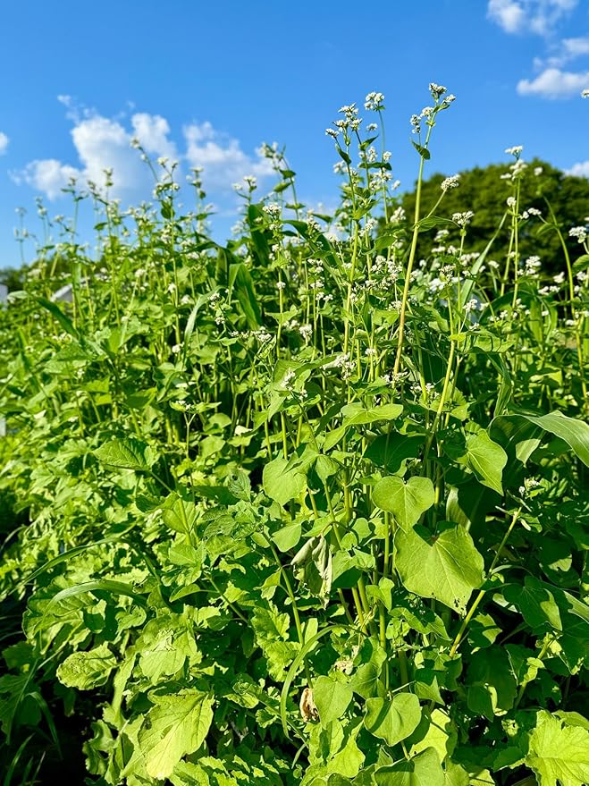 Dirt Doctor Food Plot Seed Mix for Deer, Perfect for Rebuilding Topsoil, Breaking up Compaction, and Recharging Nutrients, Buckwheat, Grain Sorghum, 2 Clovers, Tillage Radishes