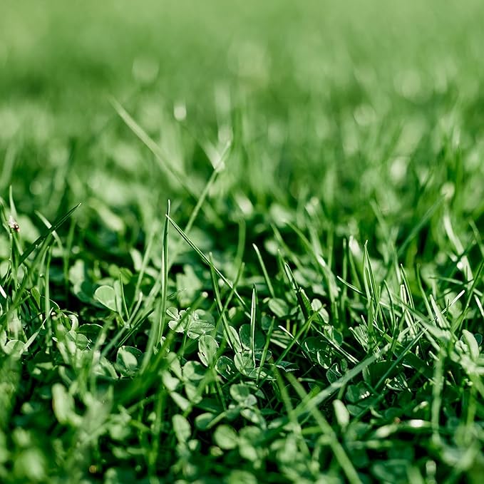 Ferry-Morse Bulk Seeds, 1lb Bag Each EcoEase Microclover and Fescue Low Maintenance Ground Cover Grass Seed Mix, 2lb