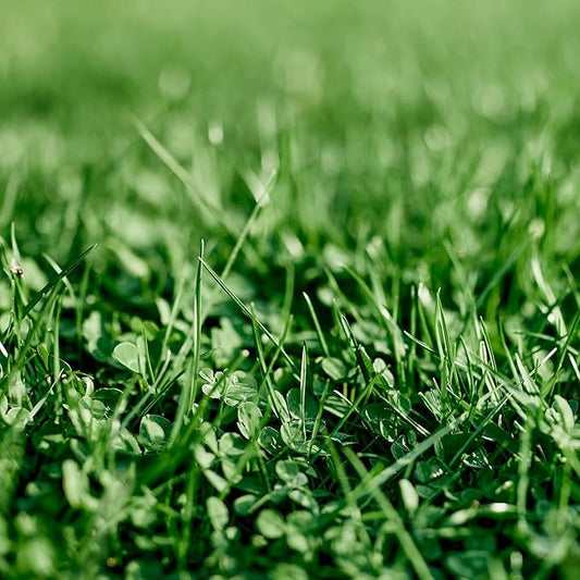 Ferry-Morse Bulk Seeds, 1lb Bag Each EcoEase Microclover and Fescue Low Maintenance Ground Cover Grass Seed Mix, 2lb